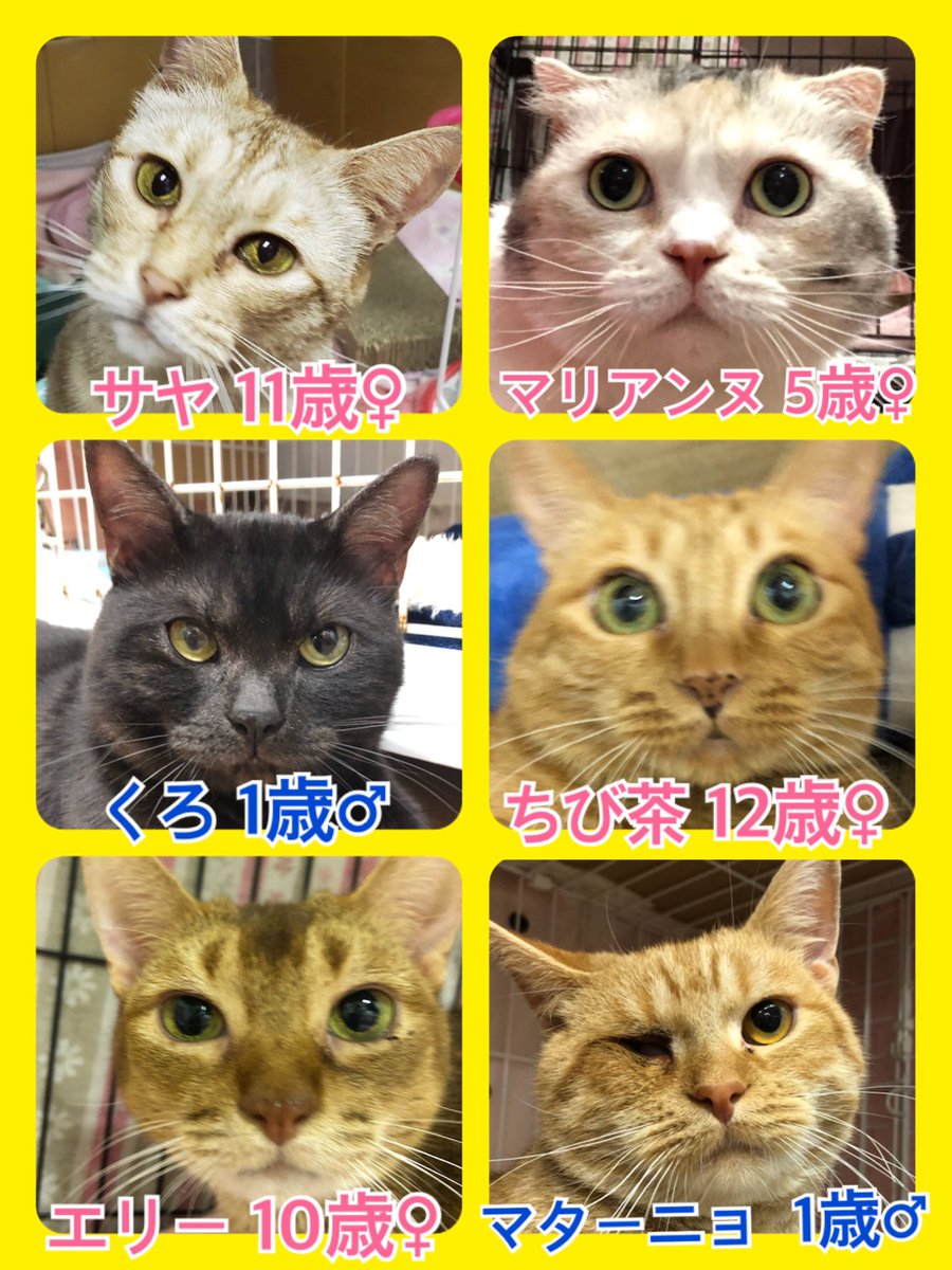 🐾今日の里親様募集中ニャンコ🐱メンバーです🐾2020,5,27